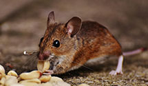 24 Hour & Emergency Exterminators in Il Dept Ins, IL